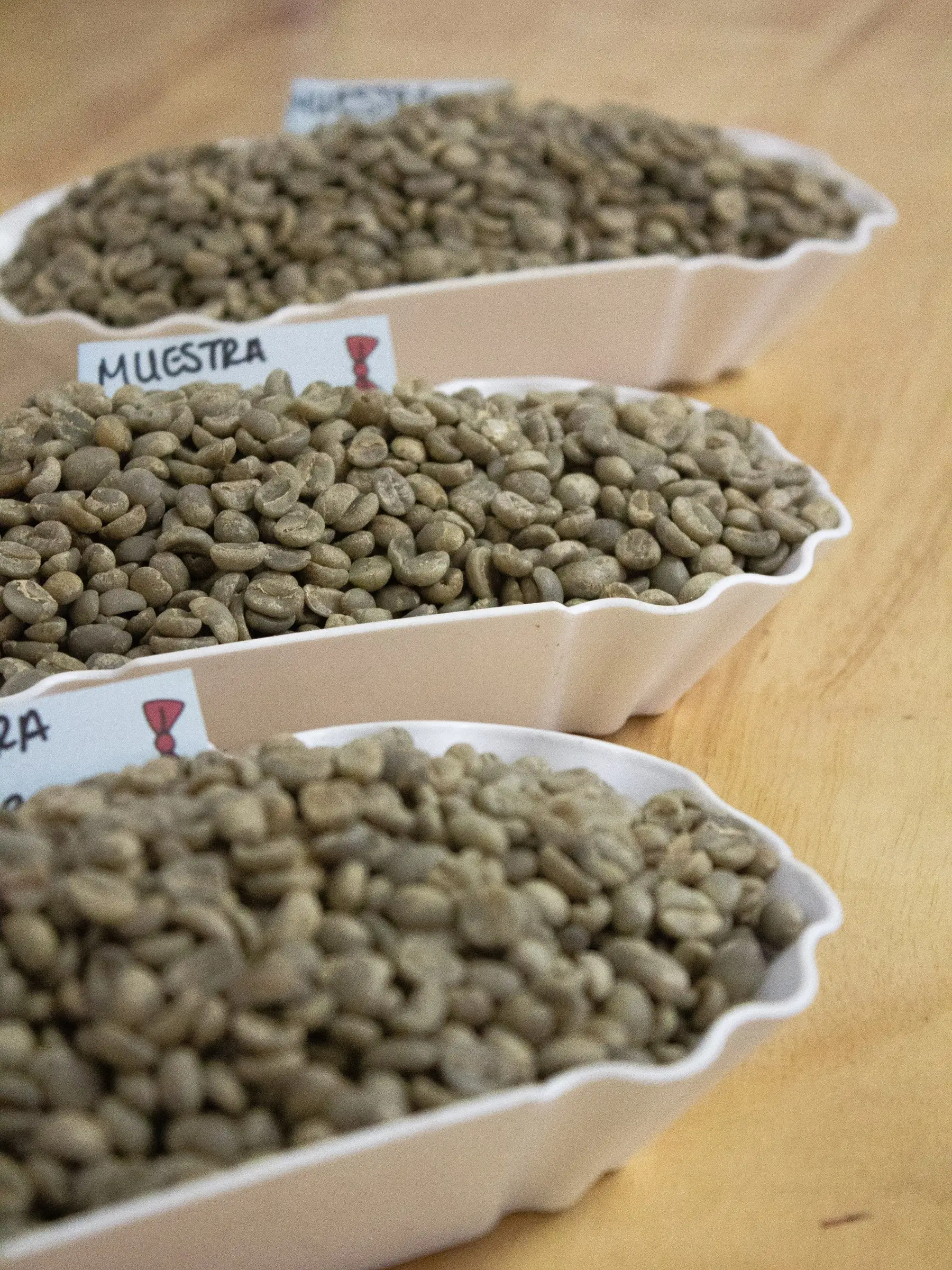 Bandejas con muestras de café verde listas para tostar